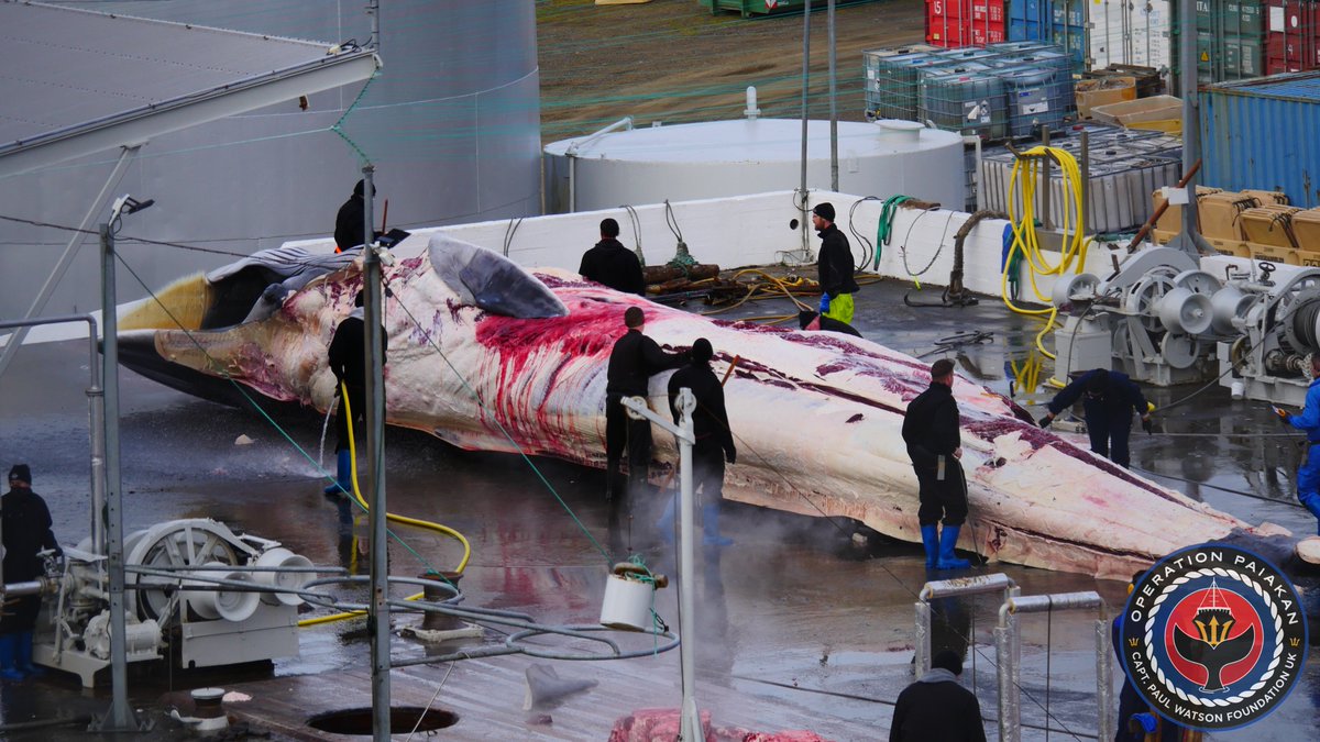 NeptunesPirates's tweet photo. The butchering of harpooned fin whales 18 (male) and 19 (female) of the 2023 season at Kristjan Loftsson's whaling station at Miðsandur, Hvalfjörður, West Iceland.

Photos by Paul Watson Foundation UK crew on #oppaiakan 

#paulwatsonfoundationuk #whaling #whales #hvalur #whalesoficeland #iceland