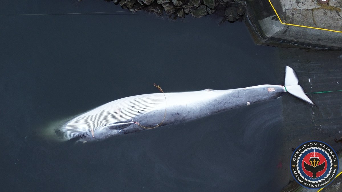 NeptunesPirates's tweet photo. The butchering of harpooned fin whales 18 (male) and 19 (female) of the 2023 season at Kristjan Loftsson's whaling station at Miðsandur, Hvalfjörður, West Iceland.

Photos by Paul Watson Foundation UK crew on #oppaiakan 

#paulwatsonfoundationuk #whaling #whales #hvalur #whalesoficeland #iceland