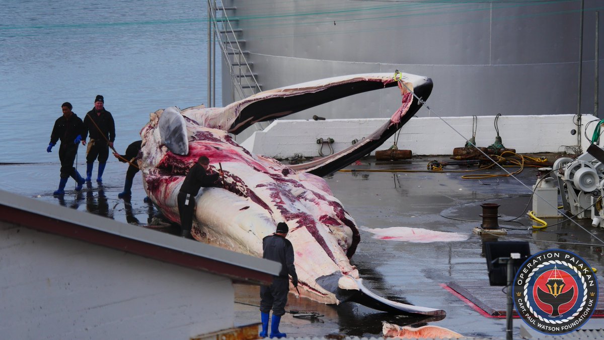 The butchering of harpooned fin whales 18 (male) and 19 (female) of the 2023 season at Kristjan Loftsson's whaling station at Miðsandur, Hvalfjörður, West Iceland.

Photos by Paul Watson Foundation UK crew on #oppaiakan 

#paulwatsonfoundationuk #whaling #whales #hvalur