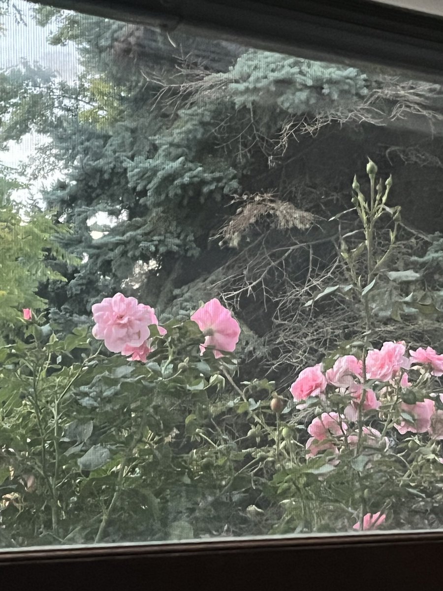 tldgonzalez's tweet photo. the bloom after the storm.. some ate just budding https://t.co/C38pOwqboV