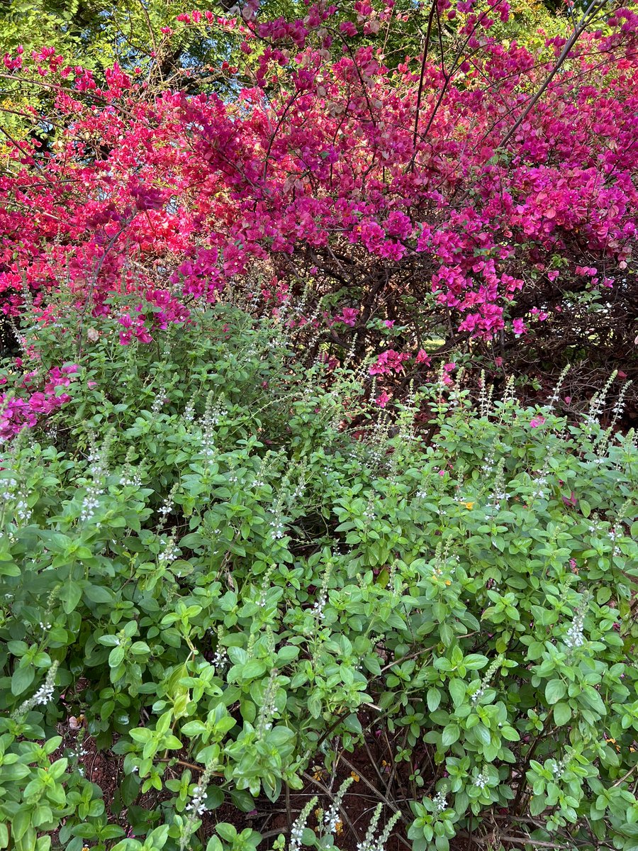 Mornings! #eth #evadore #evagreen