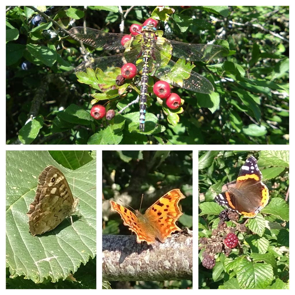 This morning's autumnal walk