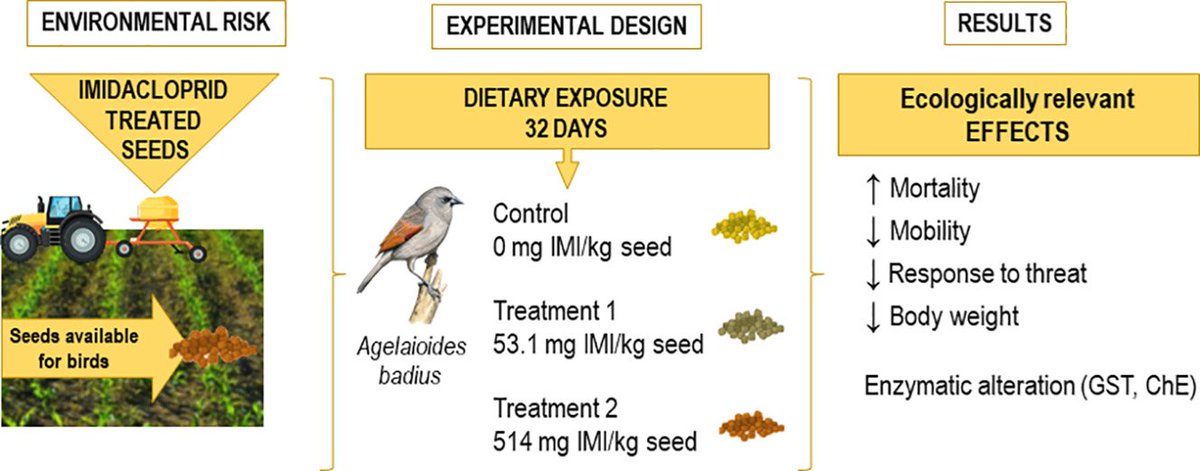 Download your free copy of our latest publication here: authors.elsevier.com/a/1hoRGB8ccyfEU
"Behavioral and physiological changes in the passerine Agelaioides badius following the ingestion of coated seeds with imidacloprid in a 30-day experiment" Journal: Science of the Total environment.