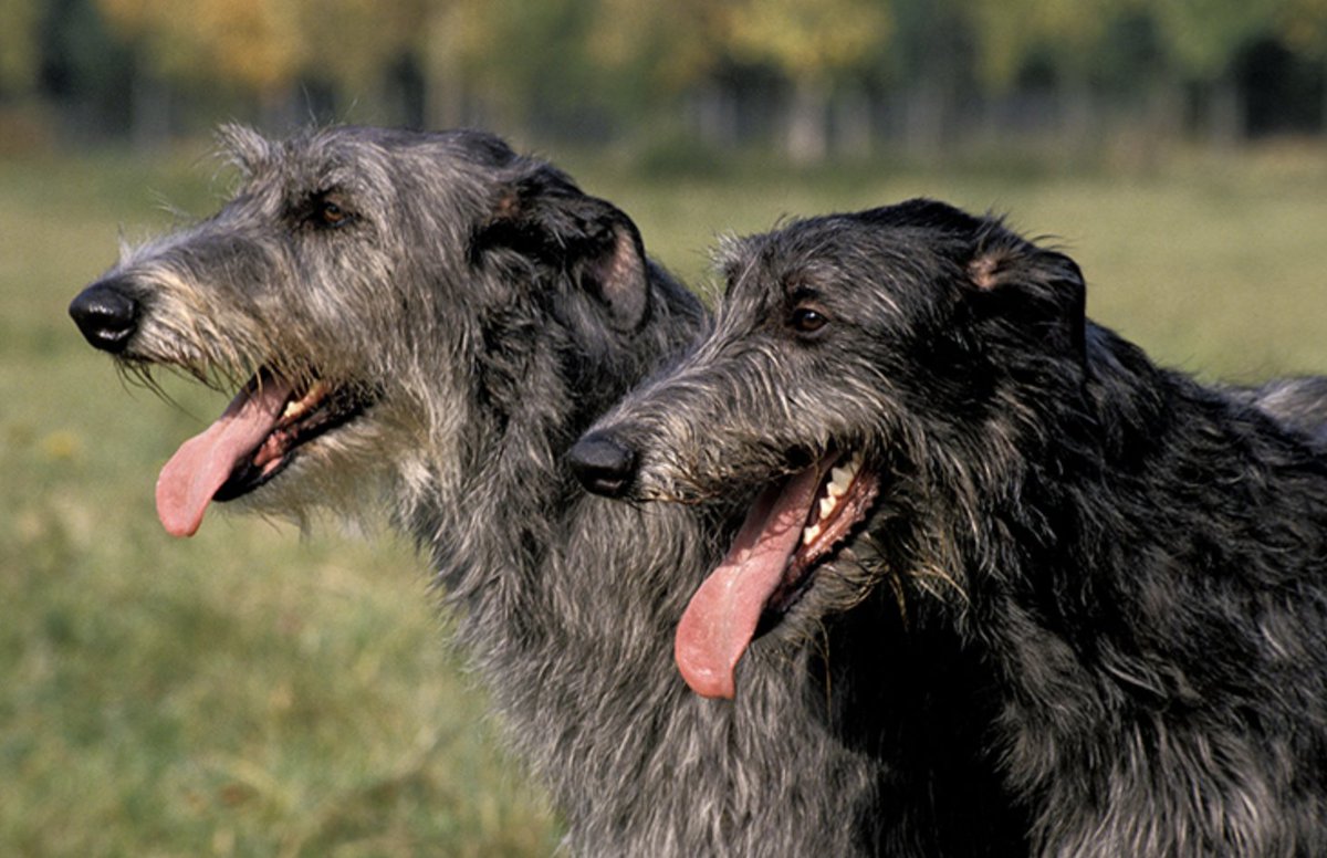 #BreedFact: #ScottishDeerhound: When the Deerhound actually came to Scotland remains a mystery, although early portrayals of this breed are found in stone carvings all the way back from AD 800. Learn More: ckc.ca/en/Choosing-a-…