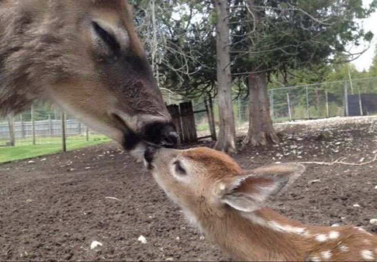 does !! (@fawnerys) on Twitter photo 