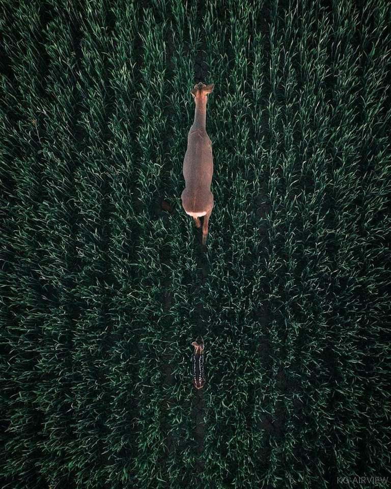 srijanpalsingh's tweet photo. Nature's Splendor!
Witnessing the grace of a mother deer and her fawn through the lens of a drone.
#NatureBeauty #WildlifeWonders #AerialCapture https://t.co/Dacog2yNBl