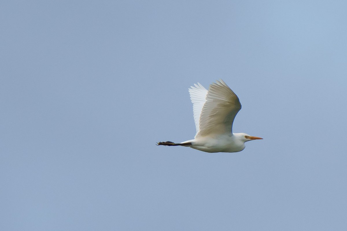 piedfly99's tweet photo. Idle Washlands in Notts, this morning- Four Cattle Egrets, good numbers of Common Snipe and steady movement of Pink-footed Geese. @NottsBirders https://t.co/E8ReVY8t6u