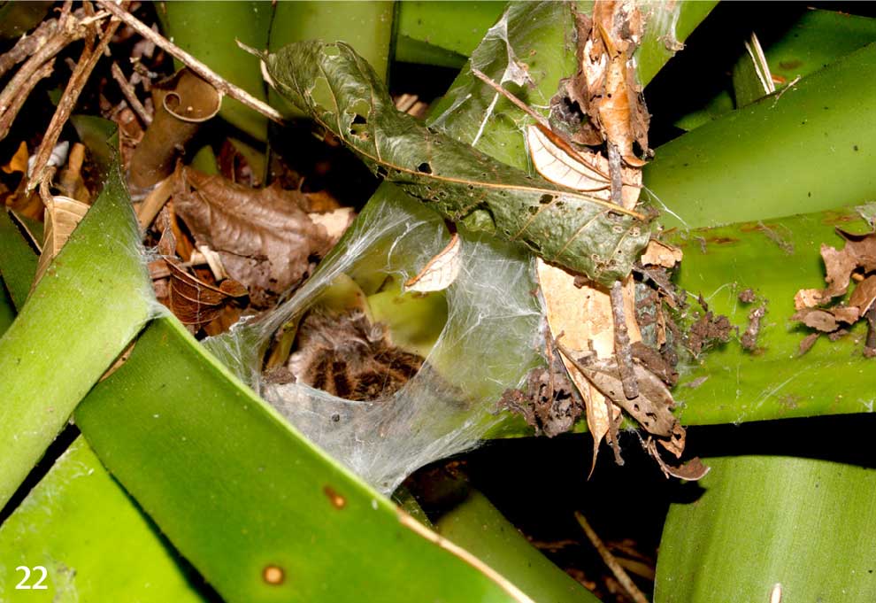 tarantupedia's tweet photo. 🕷️ Exciting discovery from Brazil! 🇧🇷 @rogeriobertani  has identified two new tarantula species along the Atlantic coast. Distinguished by their unique physical features, these spiders also showcase an intriguing preference for bromeliads as habitats. They mark the first known tarantulas native to Brazil's coastal restingas. 🌊🕸️ #TarantulaResearch #BrazilBiodiversity

Abstract : Brazil is the country with the most diverse tarantula (Theraphosidae) fauna, having 215 described species. Vitalius Lucas, Silva Júnior & Bertani, 1993 is one of the most diverse and common genera in Southern, Southeastern and Central-West regions of Brazil with ten described species. Individuals of Vitalius species are large and widespread in areas of the Brazilian Atlantic Forest. A single species is known to occur in areas of Cerrado vegetation. Herein, two new species are described from areas of restinga, coastal areas typically with low vegetation and sandy soil, in the coast of the states of Rio de Janeiro (Vitalius restinga sp. nov.), Bahia and Sergipe (Vitalius sapiranga sp. nov.). Males and females of these two new species have a much longer than wide sternum. Males have a short apical keel in the male palpal bulb. The two species can be distinguished by embolus width, slender in V. restinga sp. nov. and thicker in V. sapiranga sp. nov. Females can be distinguished by the spermathecae shape, slender in V. restinga sp. nov. and broader in V. sapiranga sp. nov. These are the first known theraphosids endemic to Brazilian Atlantic Coast restingas. Biological data indicate V. sapiranga sp. nov. and maybe V. restinga sp. nov. commonly use bromeliads as retreats. It is herein hypothesized they are sister species occupying similar habitats in Brazilian coast, but separated by ca. 1,000 kilometers.

Paper : https://t.co/ycIOUIRLmd

Tarantupedia : https://t.co/QKF27Qko3I

Images of Vitalius sapiranga by @rogeriobertani