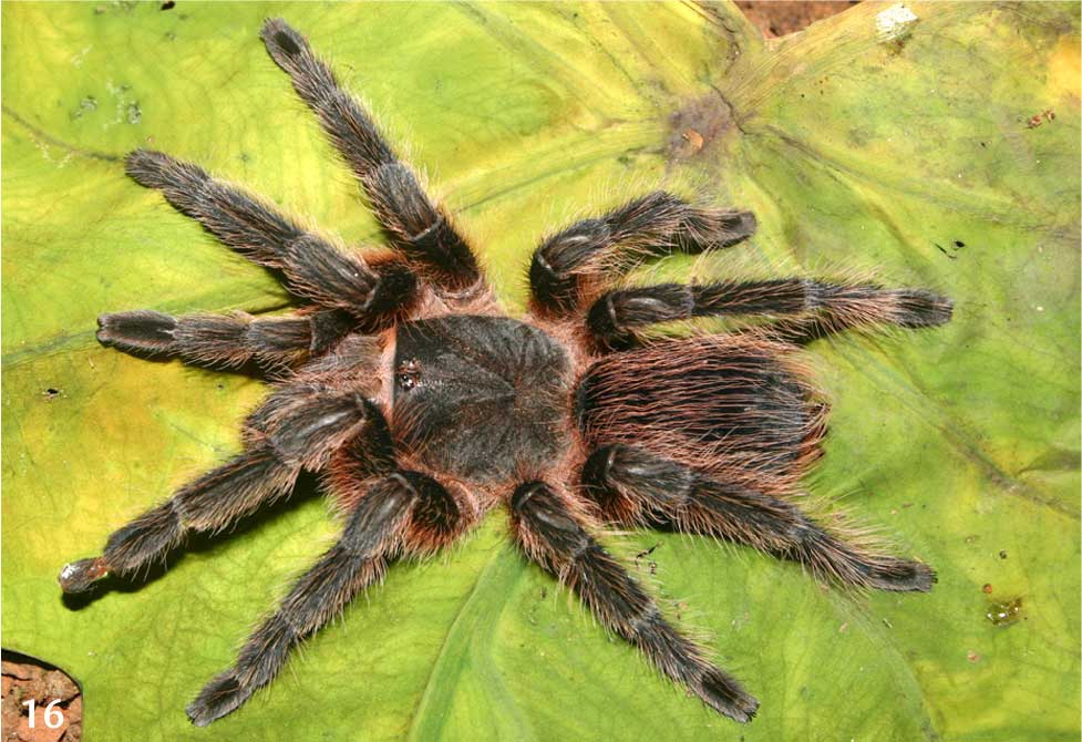 tarantupedia tweet picture