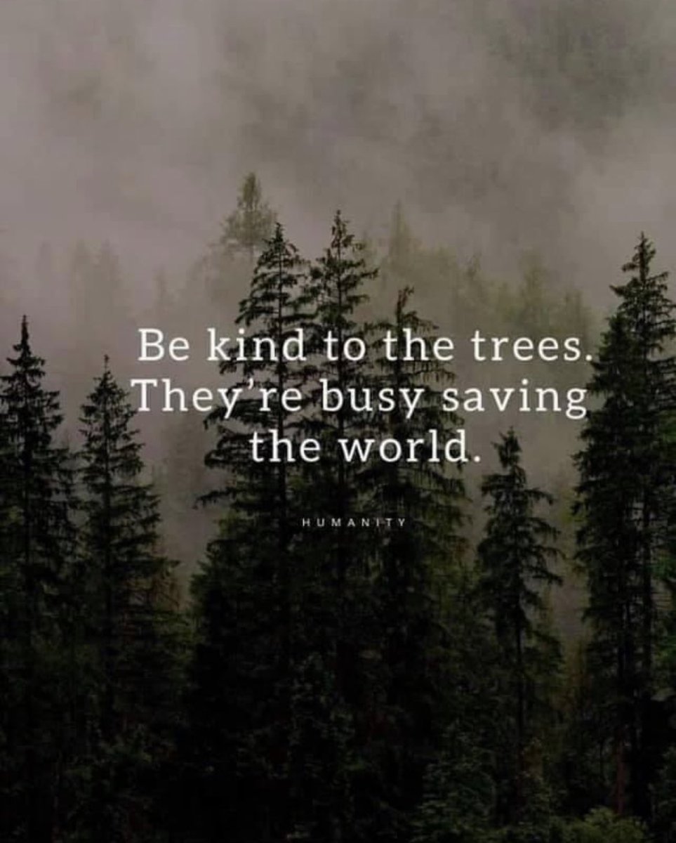 islandhome22's tweet photo. Trees are one of the greatest natural wonders on this Earth and one of my favourite things in nature. Today is National Tree Day and while we need to respect these beauties every day, maybe take some time to give one a special hug today. ❤️🌳🌲#treehugger #jointhegreenside https://t.co/lazyQjTNIX