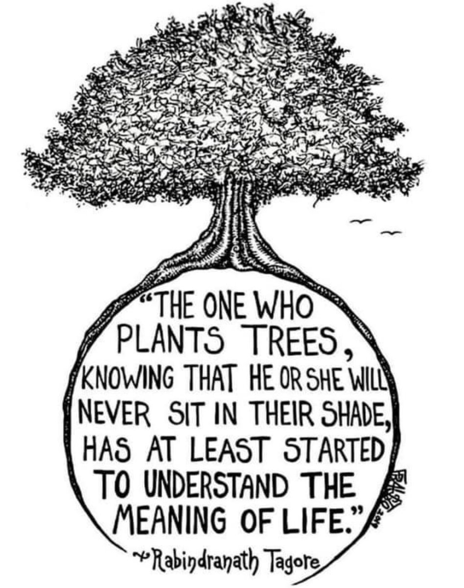 islandhome22's tweet photo. Trees are one of the greatest natural wonders on this Earth and one of my favourite things in nature. Today is National Tree Day and while we need to respect these beauties every day, maybe take some time to give one a special hug today. ❤️🌳🌲#treehugger #jointhegreenside https://t.co/lazyQjTNIX