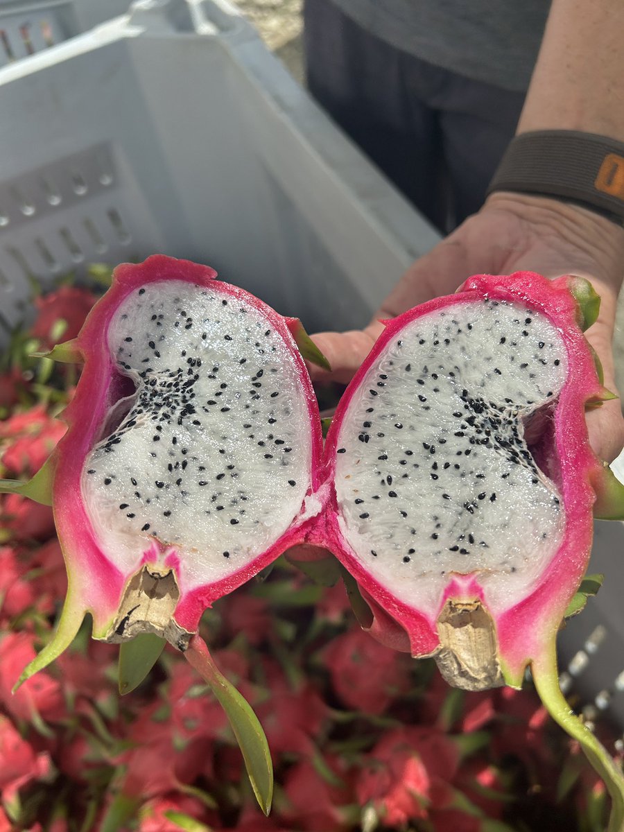 Strange disorder (?) seen in #dragonfruit #pitaya at several local farms (including @UFTropical). Heat 🔥stress influences fruit size but haven’t seen this deformation reported. Ideas 💡? Please RT! @RareFruitMiami @RareFruitSocy @FSHS_Hort @ASHS_Hort @UF_IFAS @ufhorticulture