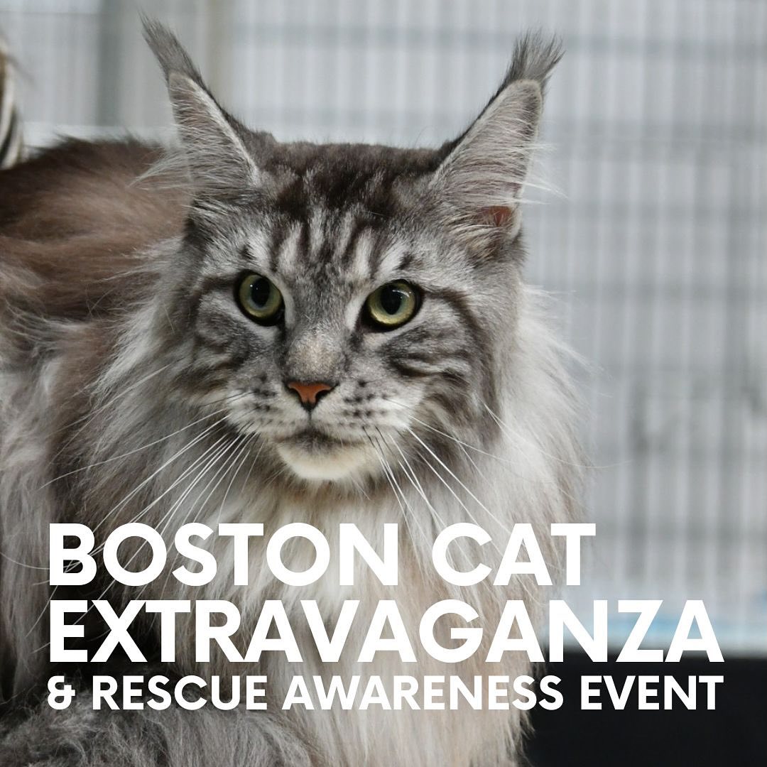 LCWWGroup's tweet image. Calling all Boston Cat Lovers! 😸 
Join us this Saturday and Sunday at the Hynes Convention Center from 10am - 4pm. Discounts for Families, children, students, and seniors automatically applied at checkout. See you there! 🐈💕 

buff.ly/47UceRQ 

#bostonma #catshow #cats