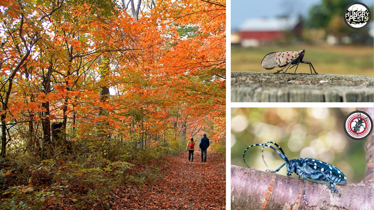 The seasons may be changing, but the need to stop invasive species like #SpottedLanternfly #ALB & others remains the same! 
Follow @HungryPests & @StopALB for info and tips on how you can help protect American agriculture and natural resources!
#FirstDayofAutumn #FirstDayofFall🍂