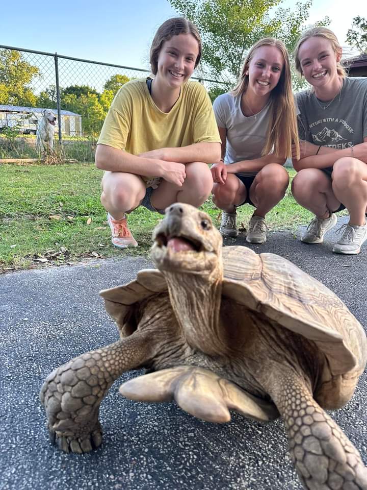 tortoise_loveer's tweet photo. Tortoise 🙀🙀😘😘
#tortoise #testudo #sulcatalove #hermannstortoise #turtlebaby #turtlesofig #loveturtles #turtleconservation #sulcatababy #gianttortoise #cuteturtle #greektortoise #tortoiseforum #startortoise #turtleday #tortoiselovers https://t.co/yEGKVki8TJ