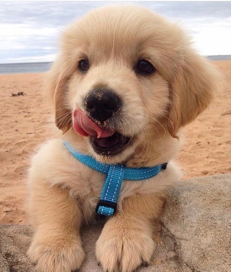 Adorable puppy