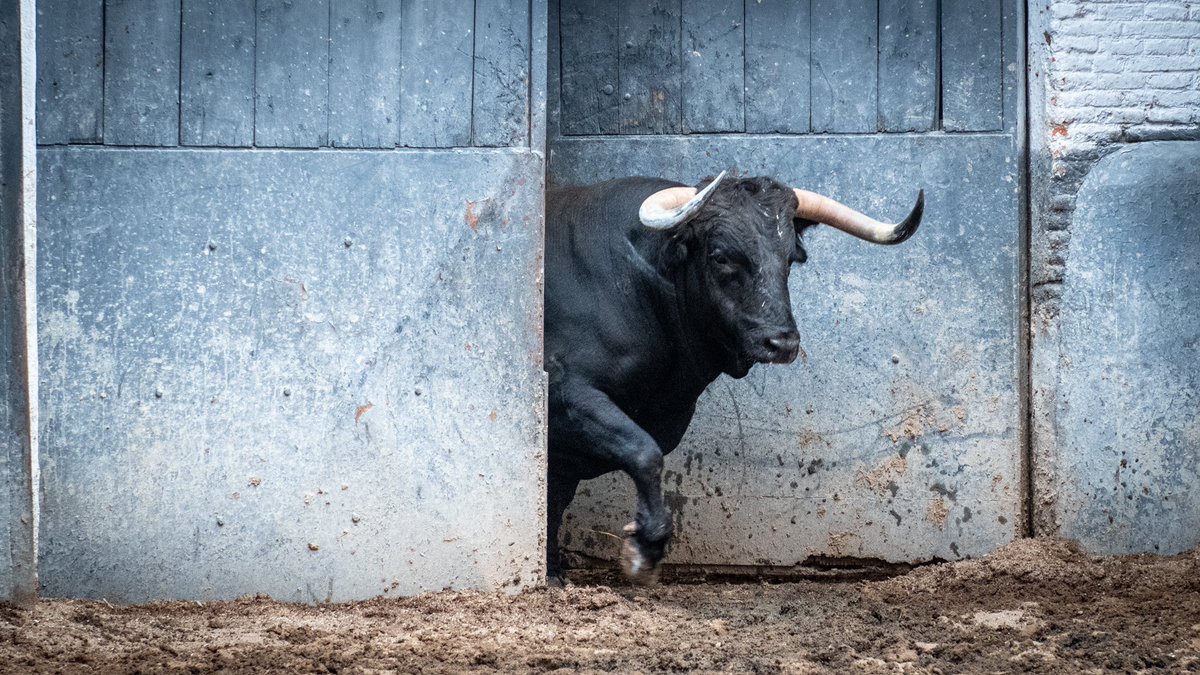 LasVentas's tweet photo. 🔥¡𝗦𝗔𝗠𝗨𝗘𝗟 𝗙𝗟𝗢𝗥𝗘𝗦 vuelve este domingo a #LasVentas! ⏳¡Cuenta atrás para la 𝗖𝗼𝗻𝗰𝘂𝗿𝘀𝗼 𝗱𝗲 𝗚𝗮𝗻𝗮𝗱𝗲𝗿𝗶́𝗮𝘀! 

🎟️ Compra tus 𝗲𝗻𝘁𝗿𝗮𝗱𝗮𝘀
📲 https://t.co/vIctn6jTBl https://t.co/6WK3427SZQ