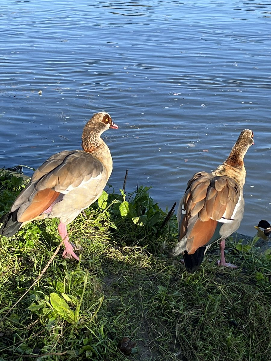 AnnRDavid's tweet image. Beautiful day for early morning run along the Thames #riverthames #runningover60 #bestsaturdaymorning #egyptiangeese