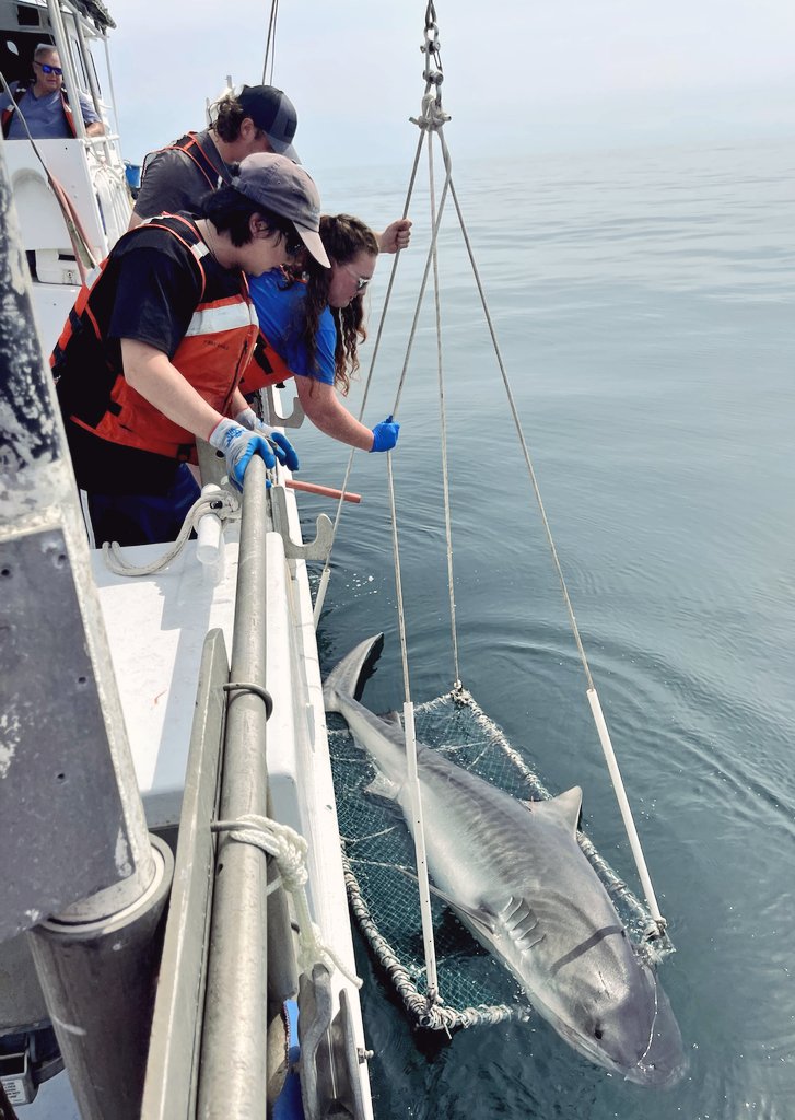 The first leg of the September VASMAP survey was a success! We tagged and released multiple sharks including large tigers, sandbars, spinners, a dusky, and a blacknose
Photo credit: Jasmine Whelan
#shark #fieldwork #sharkscience