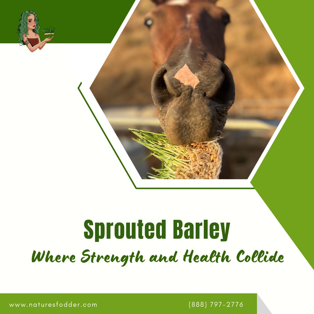 naturesfodder's tweet photo. Unlock the secret to equine strength and vitality! 🐎🌾

With Sprouted Barley, it's where strength and health collide to elevate your horse's well-being.
.
𝑳𝒆𝒂𝒓𝒏 𝑴𝒐𝒓𝒆 👉🏻 https://t.co/7PdqPHdr0m
.
.
#NaturesFodder #horse #horses #equestrian #horseriding #equine #pony https://t.co/0uW4l6ULjU