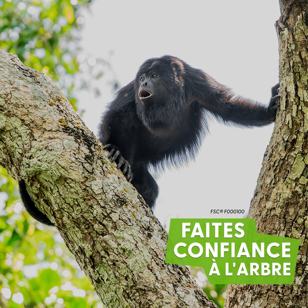 FSC_Africa's tweet image. La Semaine des forêts FSC est terminée, mais notre engagement, lui, se poursuit! Engagez-vous en faveur des forêts et continuez à choisir des produits certifiés FSC. Inscrivez-vous à la newsletter de FSC: mailchi.mp/fsc.org/newsle…
#TrustTheTree #FSCForestWeek