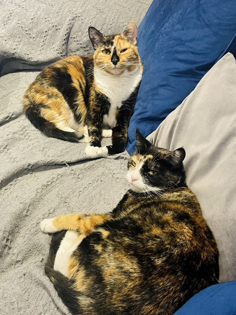 Mama and daughter settling down for an afternoon nap. 🥰 Hope everyone is having a lovely day. 💘 #Caturday #Cats #CatsOfX #CatsofTwitter #CatsOfInstagram #CalicoCrew #AdoptDontShop #SaturdayMood