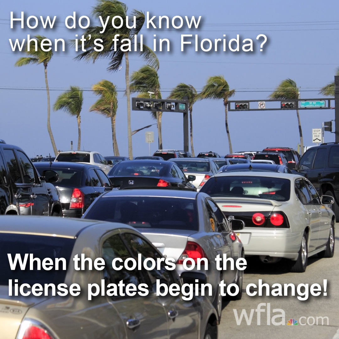 WFLA's tweet photo. HAPPY FIRST DAY OF FALL! We may not have changing leaves, but we do have changing license plates to mark the season! 🌴 https://t.co/uUMpQWKePZ https://t.co/B8SQBdlKmZ
