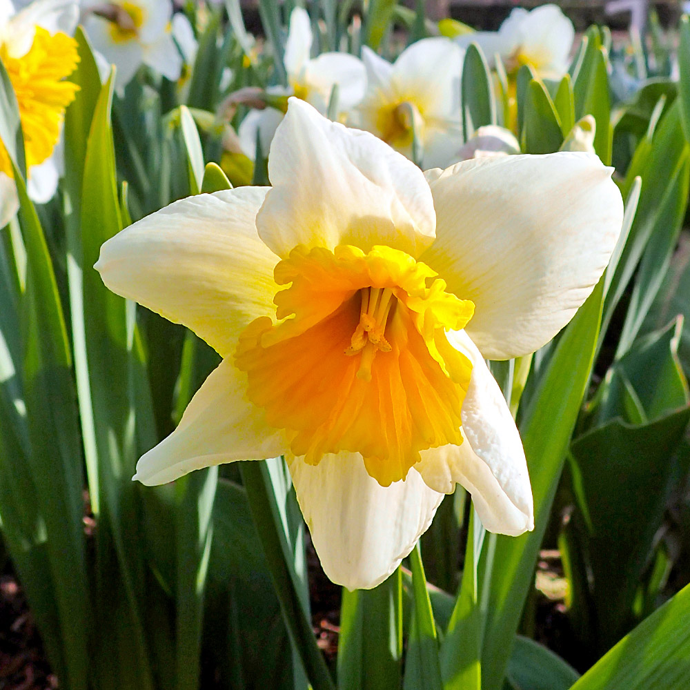 StauffersKH's tweet photo. Pick up your Spring Flowering Bulbs like tulips, daffodils, crocus, hyacinths, snowdrops and more! Come in early for the best selection and plant them immediately after purchasing them. #floweringbulbs #fallbulbs https://t.co/s427qTAmaG