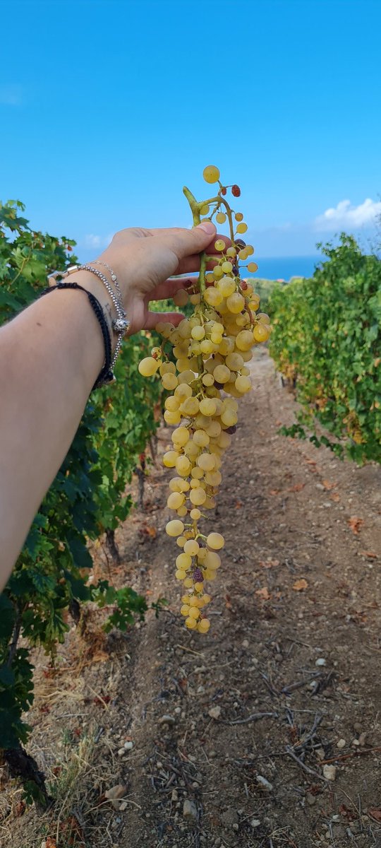 viticoliunimi's tweet photo. Giovedì 21 Settembre siamo stati a Bosa (OR) per la vendemmia e le analisi di stress sulla Malvasia di Bosa. 

Questo è stato parte del progetto di zonazione di questo vitigno.

#malvasia #bosa #sardegna #viticoltura #viticolturaunimi #harvest https://t.co/kMmQRC9Zp4
