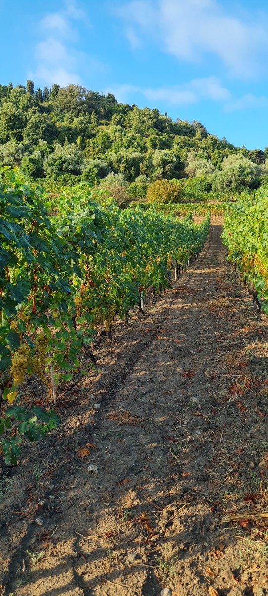viticoliunimi's tweet photo. Giovedì 21 Settembre siamo stati a Bosa (OR) per la vendemmia e le analisi di stress sulla Malvasia di Bosa. 

Questo è stato parte del progetto di zonazione di questo vitigno.

#malvasia #bosa #sardegna #viticoltura #viticolturaunimi #harvest https://t.co/kMmQRC9Zp4
