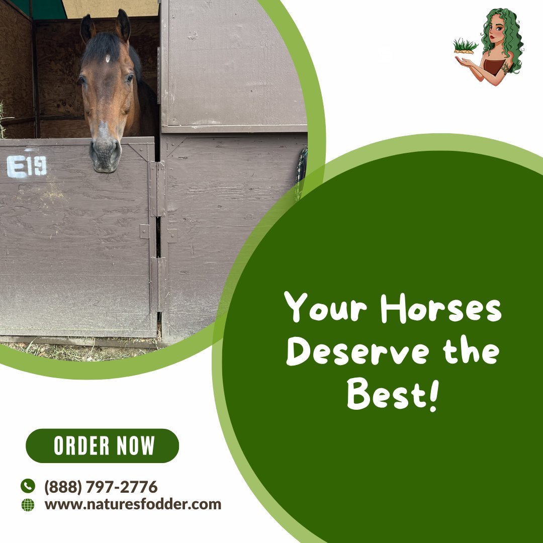 naturesfodder's tweet photo. Your horses deserve the best, and that's exactly what Sprouted Barley delivers! 🌱 Elevate their nutrition, boost their health, and fuel their greatness with the natural goodness of sprouted barley. Because your equine companions deserve nothing but the finest. 🐎
#NaturesFodder https://t.co/p36KDhayzs