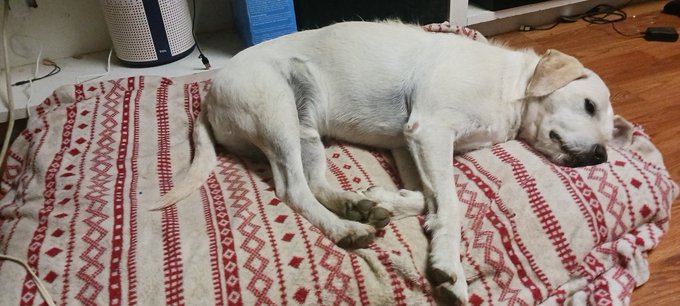 Sorry, I'm not a morning dog. https://t.co/PuiHT4Ov8o