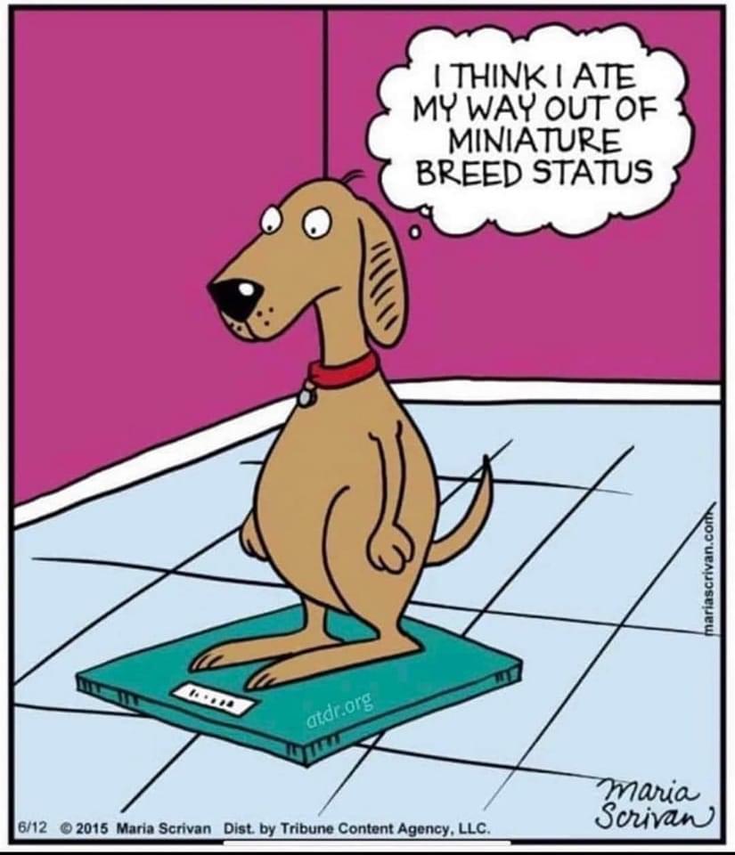 HWAHSeniorPets's tweet photo. #SaturdayStarter #HWAH
(courtesy Maria Scrivan) https://t.co/JsusQZUDn2