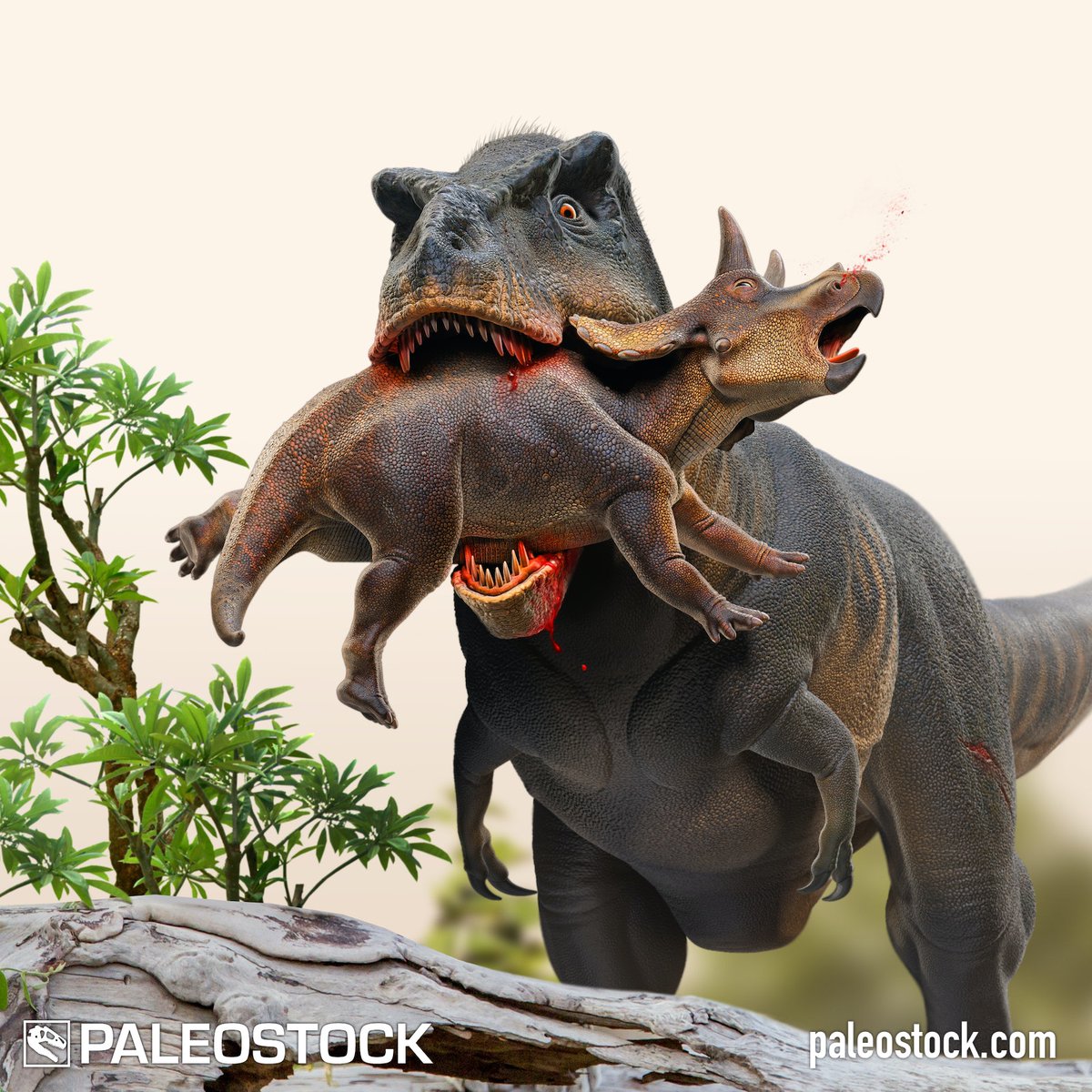 ngarland's tweet photo. GetPaleostock: The largest terrestrial predator of all time, Tyrannosaurus rex, hunts a juvenile Triceratops, one of its common meals in the Cretaceous Period.

License this stock resource at: https://t.co/JZGn4Zrsdl

Illustration by Mohamad Haghani

#p… https://t.co/pckswh2xbX