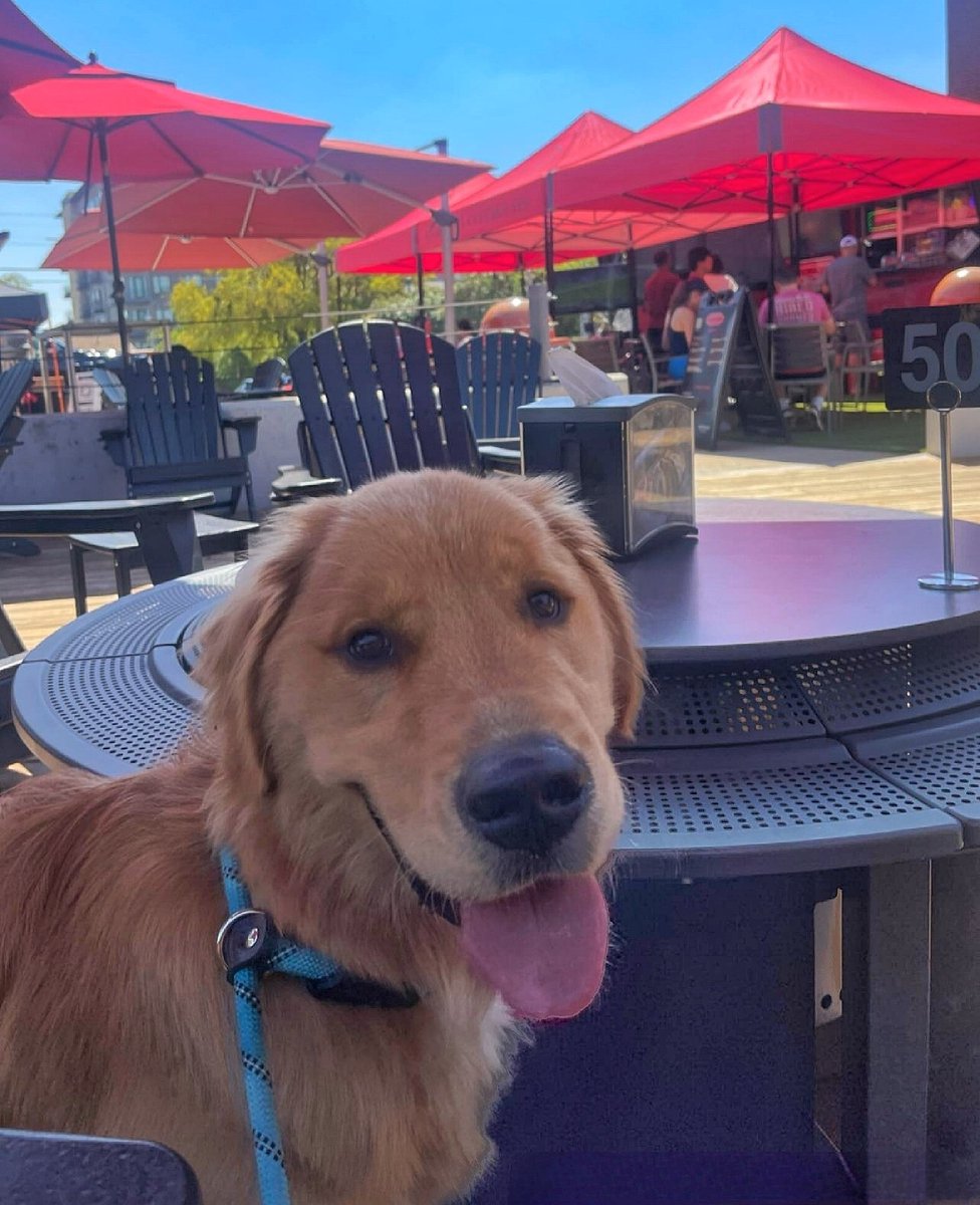 RCB Trailer (@rcbtrailertx) on Twitter photo Even the doggos are excited that we're open until 5pm Saturday & Sunday! 🐶
📍Come on down to 4825 Cole Ave on the Katy Trail!
📸 Photo cred: <a href="/ollie/">Oliver Roeder</a>.of.house.szapiro
#katytraildallas #katytrail #dogsofdallas #dallasdog #dallasfood #dallasevents #dallasbbq Even the doggos are excited that we're open until 5pm Saturday & Sunday! 🐶
📍Come on down to 4825 Cole Ave on the Katy Trail!
📸 Photo cred: <a href="/ollie/">Oliver Roeder</a>.of.house.szapiro
#katytraildallas #katytrail #dogsofdallas #dallasdog #dallasfood #dallasevents #dallasbbq