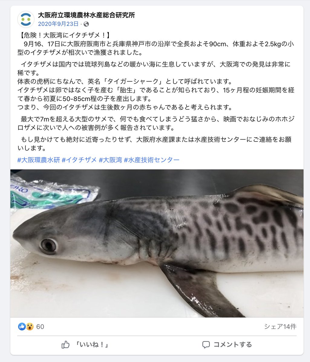 大阪湾で発見されたイタチザメの情報(https://t.co/wilowzlUUE)を見てたら、イタチザメの英語名が「タイガーシャーク」だったことに気づき、ここまで描いといてなぜ拾わなかったのか後悔している。
https://t.co/qTZeNjCvyu 