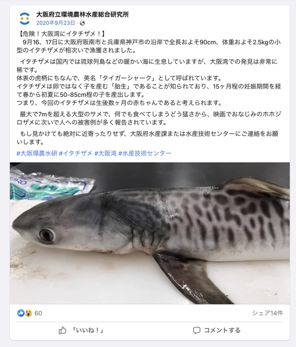 大阪湾で発見されたイタチザメの情報(https://t.co/wilowzlUUE)を見てたら、イタチザメの英語名が「タイガーシャーク」だったことに気づき、ここまで描いといてなぜ拾わなかったのか後悔している。
https://t.co/qTZeNjCvyu 
