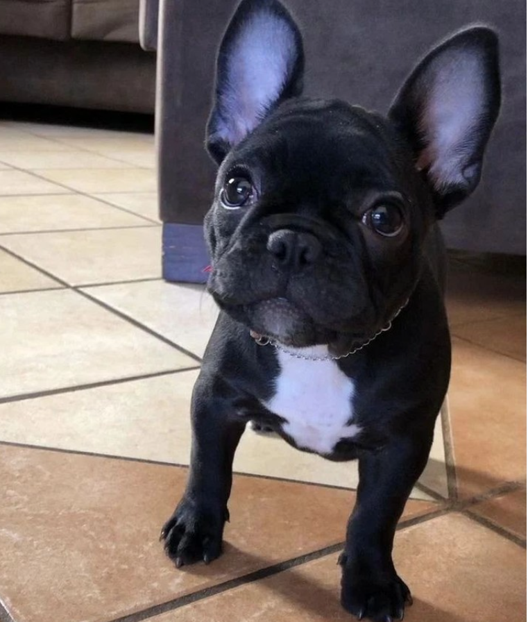 FrenchBullDogd5's tweet photo. ate the cuteness 1-10 ❤️
.
.
#frenchielover #frenchieofinstagram #frenchiefever #frenchiesquad #frenchiefriends https://t.co/S9MafYMc70