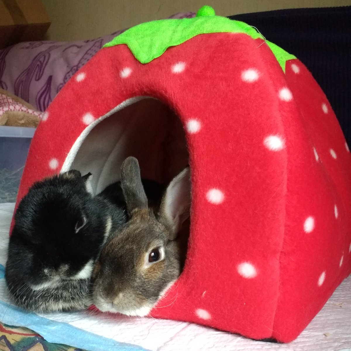 Happy #InternationalRabbitDay everybunny! Always remember the 5 rabbit welfare needs, and treat rabbits like the royalty they are 😊