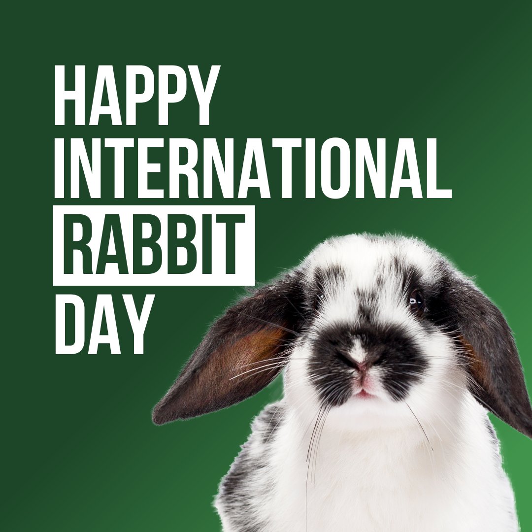 Hoppy International Rabbit Day!🐰🌎 

Let's celebrate these furry friends who bring boundless joy and hop-tastic adventures into our lives.🥕💫 Whether they're munching on carrots or bouncing around with glee, every day with a rabbit is a day filled with happiness.🥰🐇️