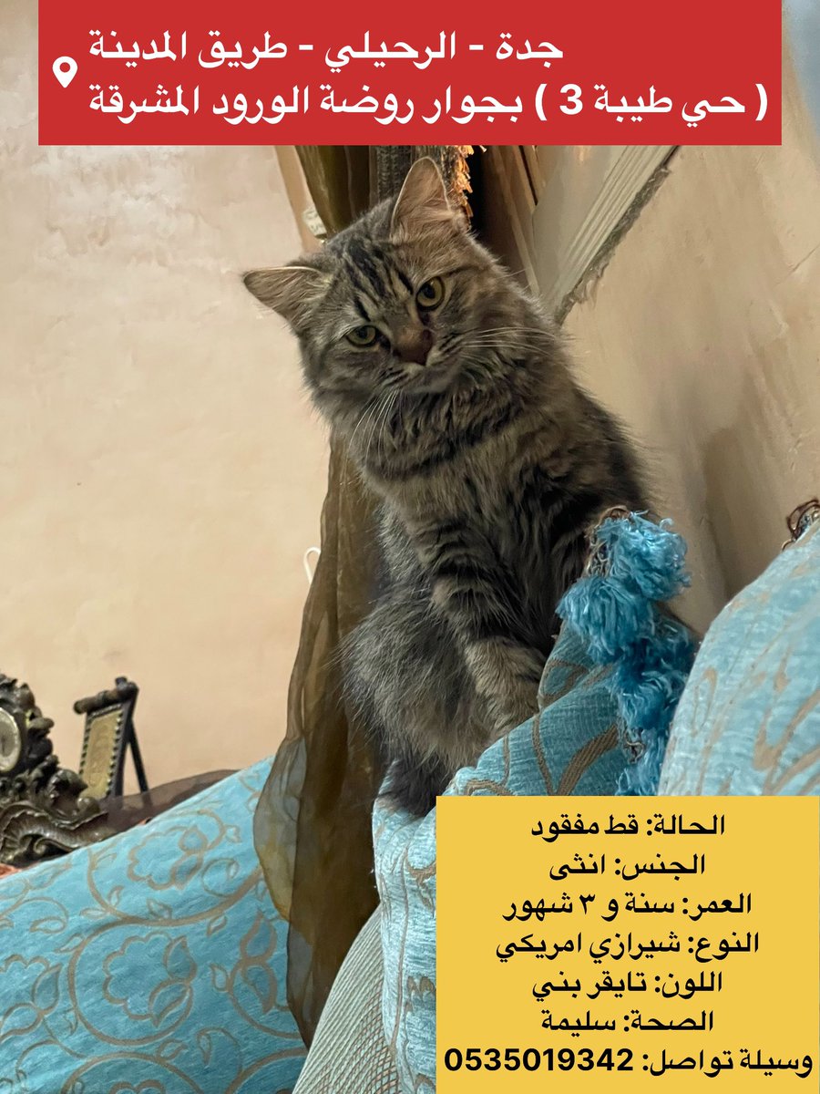 الحالة: #قط_مفقود 
#جدة 
المكان: الرحيلي - طريق المدينة
(حي طيبة 3) بجوار روضة الورود المشرقة 
الجنس: انثى
العمر: سنة و ٣ شهور
النوع: شيرازي امريكي 
اللون: تايقر بني
الصحة: سليمة 
وسيلة تواصل: 0535019342
#قطط_جدة #قطط_مفقوده 
<a href="/JeddahCats/">قطط جدة</a> <a href="/StoppIttt/">.</a> 
<a href="/soundsoul369/">هيلة الروقي (قلب الرحمة)</a> <a href="/ftomy2021/">فطومي 😻🐾🐾</a>