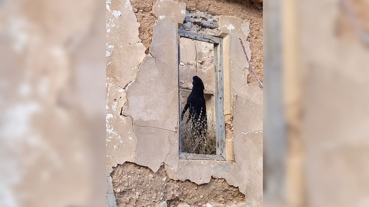 Network4Animals's tweet photo. Viewer discretion: Help us end the brutal, backward #Spanishhunting ‘sport,’ where #SpanishGreyhounds, known as #Galgos, are starved &amp; beaten to perform as they chase hares in the countryside for human entertainment. Help put an end to this immediately: https://t.co/pDuCRsChtv https://t.co/vKQdWz11pM
