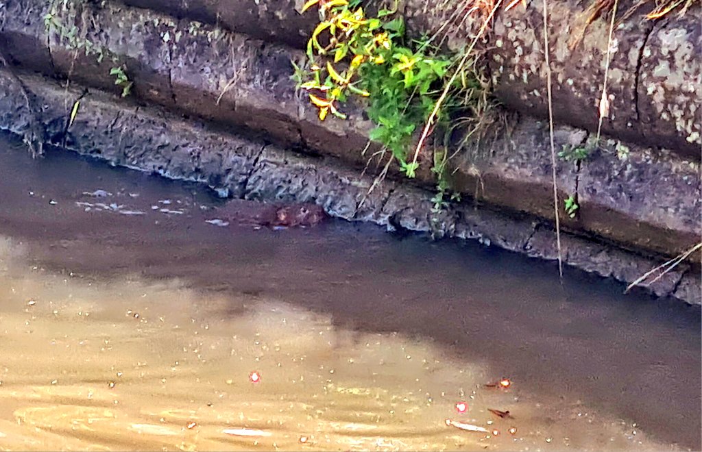 Not very often you get to see a Water Vole 
#wildlife #OxfordCanal #boatsthattweet