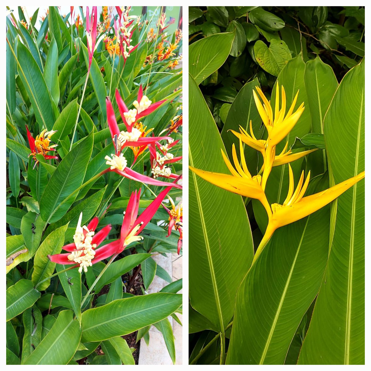 aartichand09's tweet photo. A flower does not compete with the flower next to it.
It just blooms ♥️
#NaturePhotography #NatureBeauty #flowerphotography #LifeIsBeautiful https://t.co/N345RXqTbv