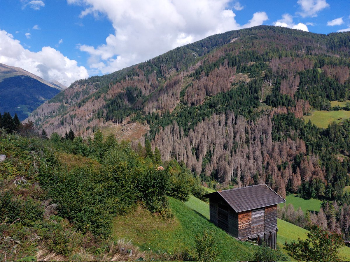 travelthommi's tweet photo. Heute gab es eine kleine Rundwanderung oberhalb von #Sillian in #Osttirol. Die braunen Bäume sind leider alle tot. Vom #Borkenkäfer zerfressen. Ca. 70 vom Wald ist hier bereits tot. Dagegen kann man leider nichts machen. Sehr erschreckend. https://t.co/HYMAjMon0x