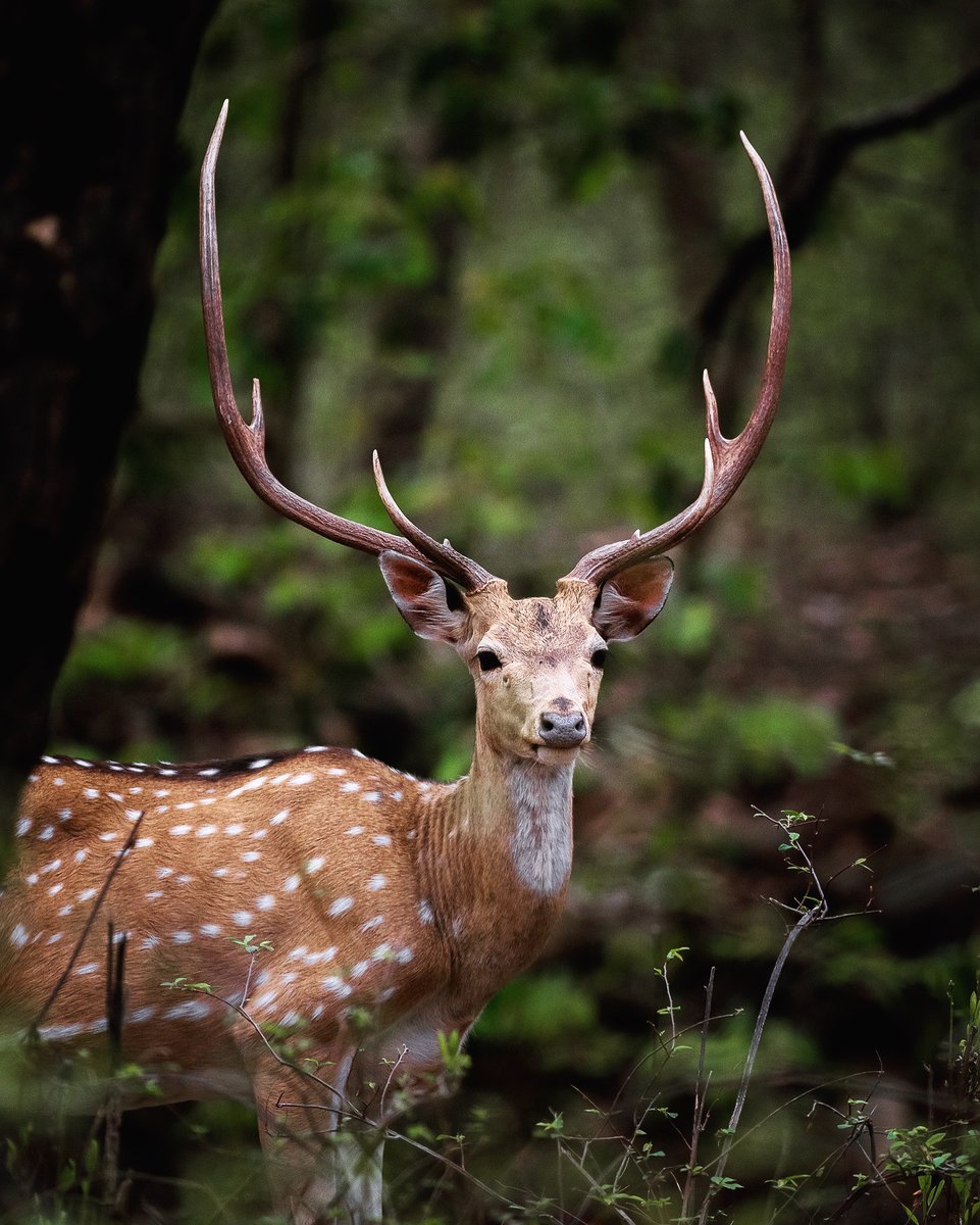 A #majestic male #chital in #Ranthambore with an impressive set of #antlers. These antlers are symbol of #dominance - #males with hard antlers are dominant over those in #velvet or without antlers. 🦌 #wildlifephotography #indiwild #naturephotography @OlympusUK @OMSYSTEMcameras