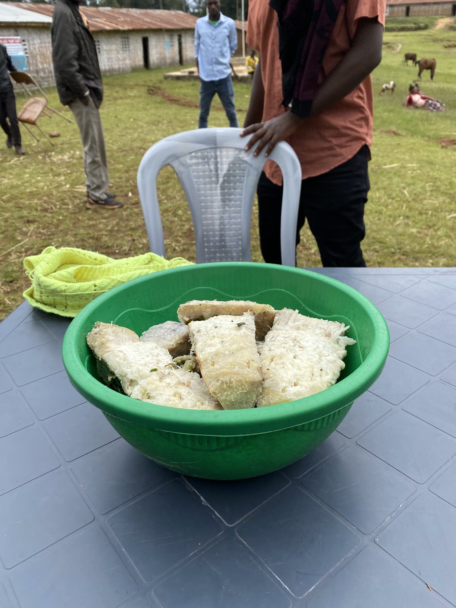 Olivier Honnay (@olivierhonnay) on Twitter photo Field gene banks with Enset (Ensete ventricosum) landraces in the Gamo highlands in Ethiopia. 
The pseudostem is usually fermented to produce kocho, but can also be consumed cooked and has a chestnut-like taste. #agrobiodiversity. Field gene banks with Enset (Ensete ventricosum) landraces in the Gamo highlands in Ethiopia. 
The pseudostem is usually fermented to produce kocho, but can also be consumed cooked and has a chestnut-like taste. #agrobiodiversity.
