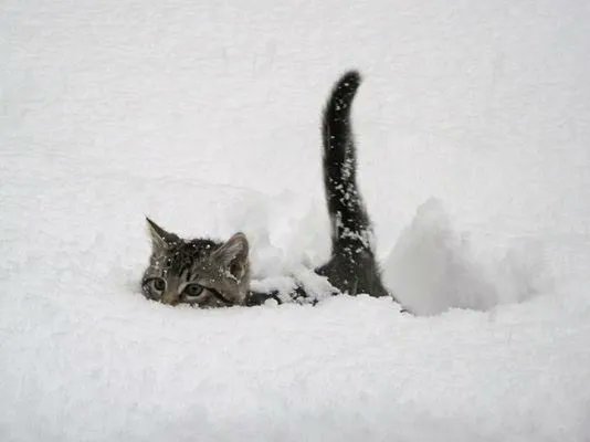 ShouldHaveCat's tweet photo. The art                                     The artist https://t.co/BXhkvzsEJA