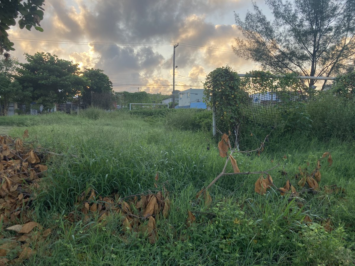 vale_riou's tweet photo. Falta de mantenimiento en áreas verdes, árboles crecidos ya se hizo el reporte y aún no vienen. Calle caoba entre inca y Boulevard del parque colonia geo villas campestre rumbo a tejería cp 91826 @AyuntamientoVer @PatyYunes https://t.co/MfPfbtHaDx