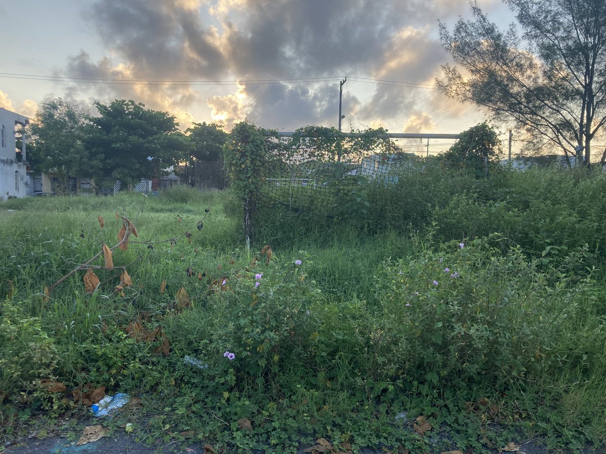 vale_riou's tweet photo. Falta de mantenimiento en áreas verdes, árboles crecidos ya se hizo el reporte y aún no vienen. Calle caoba entre inca y Boulevard del parque colonia geo villas campestre rumbo a tejería cp 91826 @AyuntamientoVer @PatyYunes https://t.co/MfPfbtHaDx